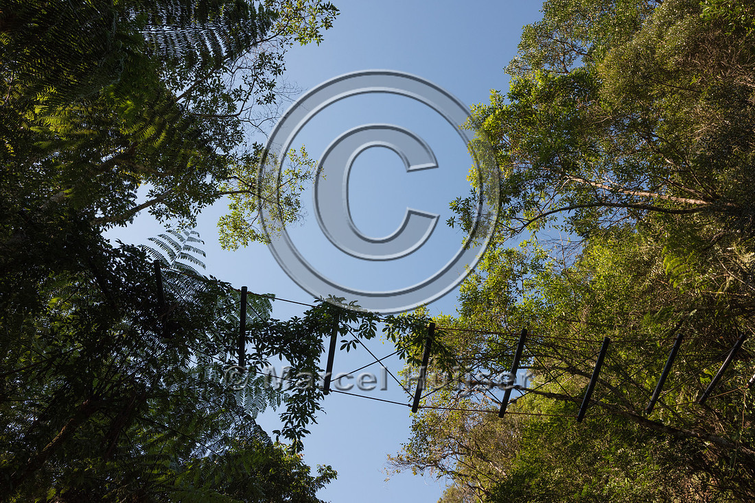 Arboreal crossing for primates and other tree dwelling species,