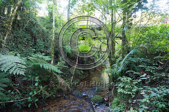 Bridge over stream, Carlos Botelho State Park, São Paulo, Brazi