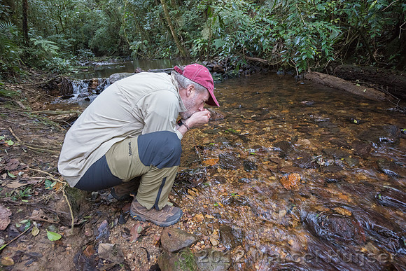 Marcel Huijser drinks from stream, Carlos Botelho State Park, S
