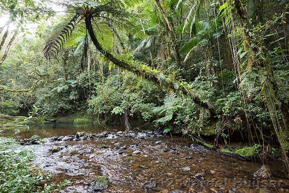 River, Carlos Botelho State Park, São Paulo, Brazil