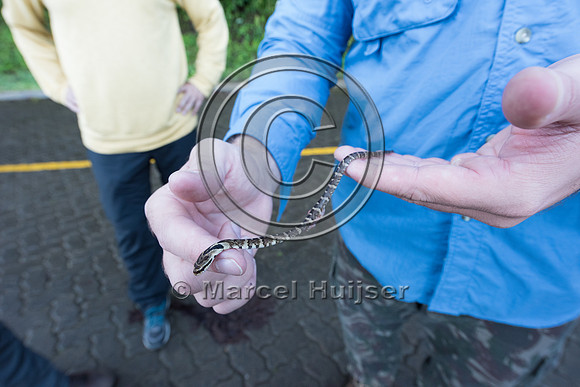 Roadkilled jararaca (Bothrops jararaca), Carlos Botelho State Pa