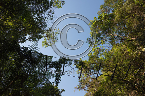 Arboreal crossing for primates and other tree dwelling species,