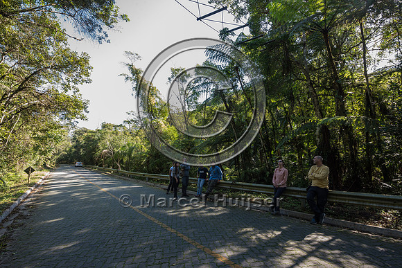 Arboreal crossing for primates and other tree dwelling species,