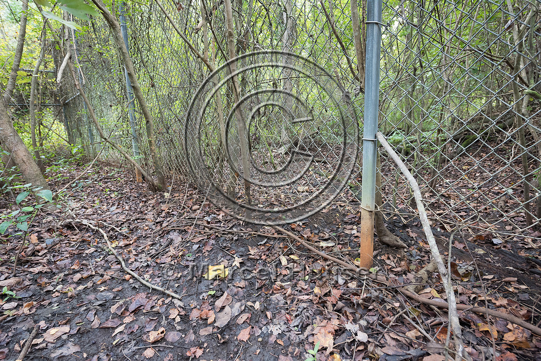 Gap and wildlife trail under wildlife fence for black bear (Ursu