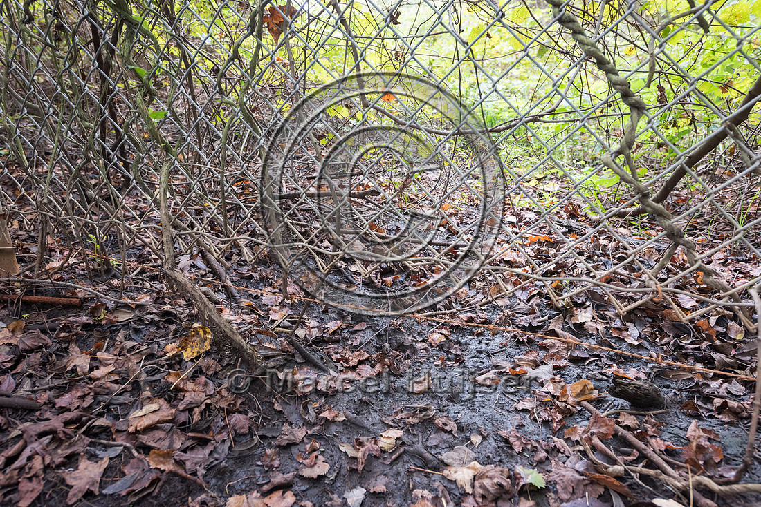 Gap and wildlife trail under wildlife fence for black bear (Ursu