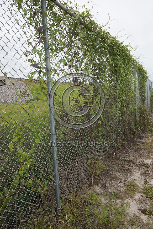 Wildlife fence for black bear (Ursus americanus), 3 m high (10 f