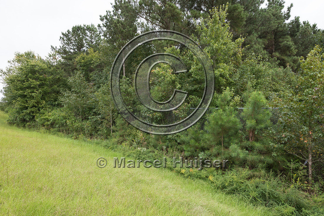 Vegetation growing through wildlife fence for black bear (Ursus