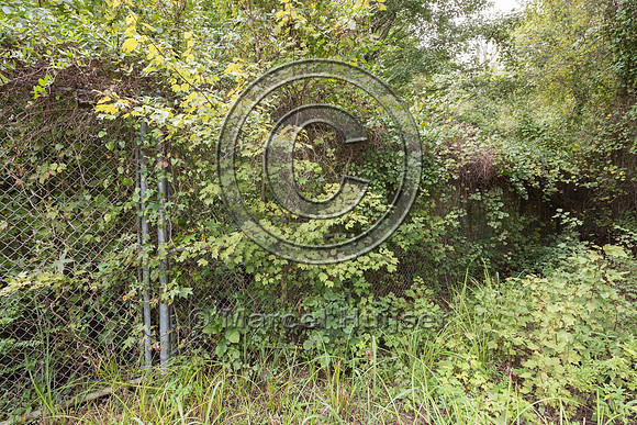 Gate for human access in wildlife fence for black bear (Ursus am