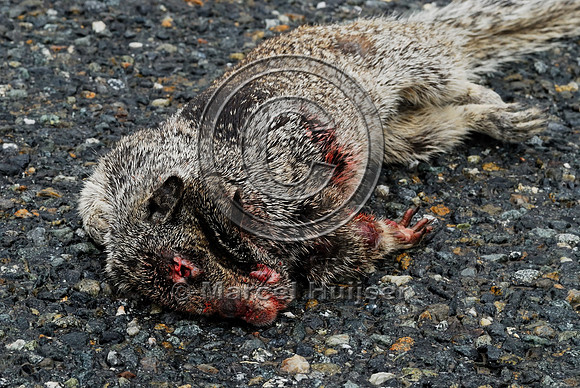 California ground squirrel (Spermophilus beecheyi) roakill, near Ft Jones, California, USA