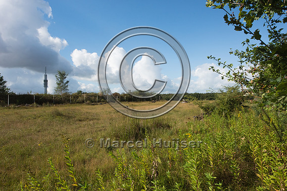 Dry grassland and heathland habitat on ecoduct Natuurbrug Zander