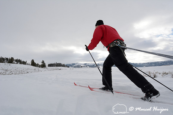 Marcel Huijser pulls cargo sled on cross country skis, Wyoming, USA