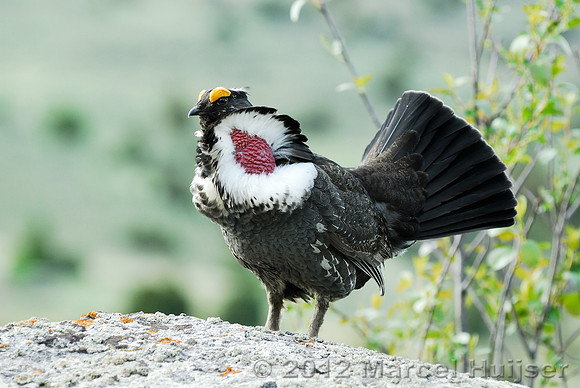 Blue grouse (Dendragapus obscurus) courting, Montana, USA