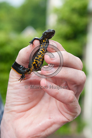 Northern crested newt (also known as great crested newt or warty