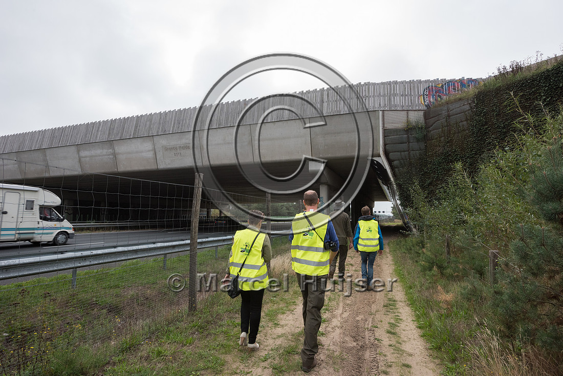 Wildlife overpass Groote Heide, across A2 motorway (about 50 m w