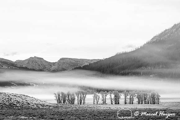 Cottonwood trees in ice fog, Wyoming