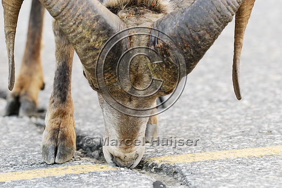 Bighorn sheep (Ovis canadensis) ram licking roadsalt, British Columbia, Canada