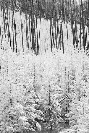 Burnt forest and regrowth in infrared, Mount Washburn, Yellowsto