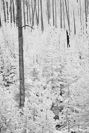 Burnt forest and regrowth in infrared, Mount Washburn, Yellowsto