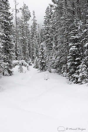 Snow covered creek, Yellowstone National Park, Wyoming, USA