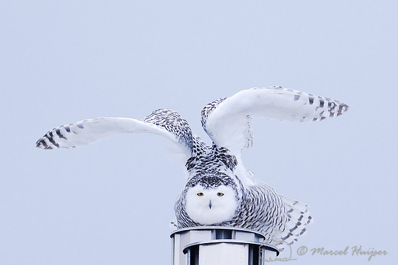 Snowy Owl (Bubo scandiacus), Montana, USA