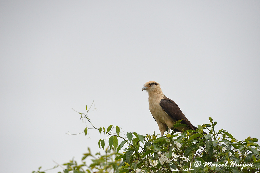 Yellow-headed caracara (Milvago chimachima), near São Roque de Minas , Minas Gerais, Brazil
