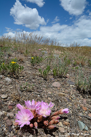 Bitterroot (Lewisia rediviva), Waterworks Hill, Missoula, Montana, USA