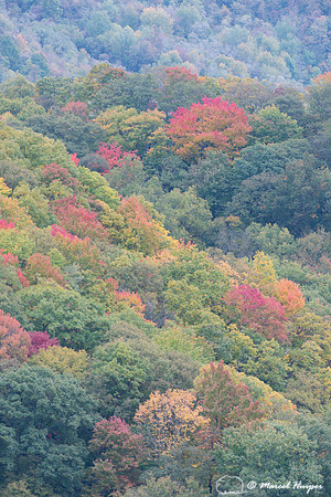 Fall colors and fog, Great Smoky Mountains, North Carolina, USA