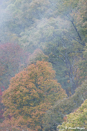 Fall colors and fog, Great Smoky Mountains, North Carolina, USA