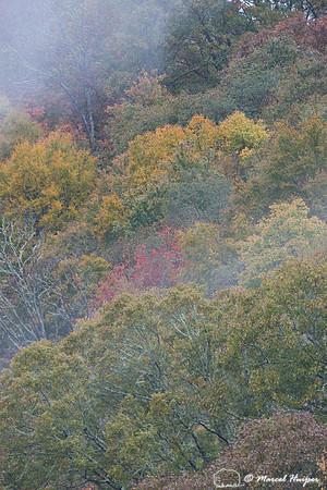 Fall colors and fog, Great Smoky Mountains, North Carolina, USA