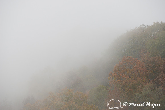 Fall colors and fog, Great Smoky Mountains, North Carolina, USA