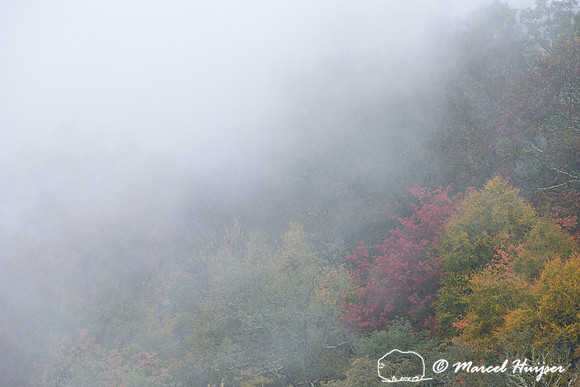 Fall colors and fog, Great Smoky Mountains, North Carolina, USA