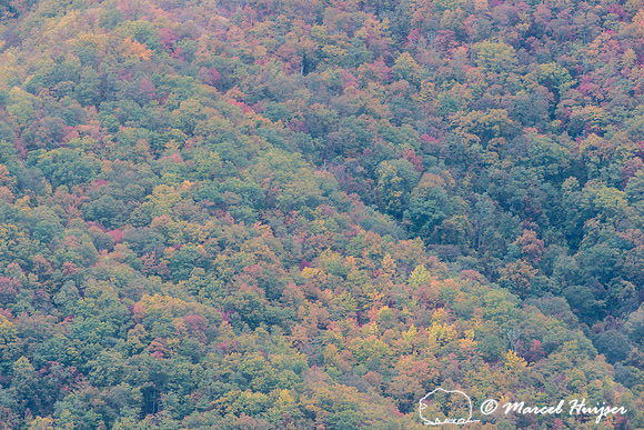 Fall colors and fog, Great Smoky Mountains, North Carolina, USA