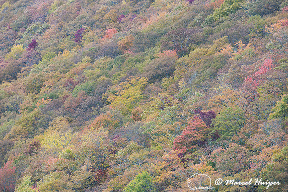 Fall colors and fog, Great Smoky Mountains, North Carolina, USA