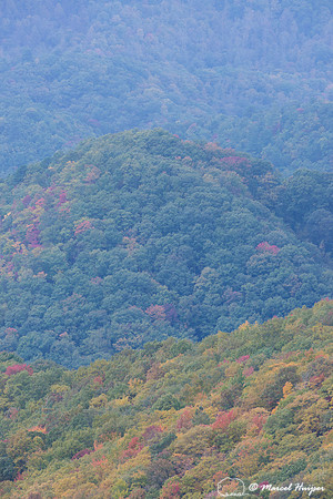 Fall colors and fog, Great Smoky Mountains, North Carolina, USA
