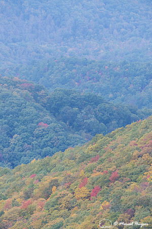 Fall colors and fog, Great Smoky Mountains, North Carolina, USA