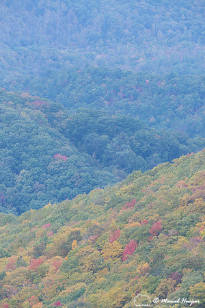 Fall colors and fog, Great Smoky Mountains, North Carolina, USA