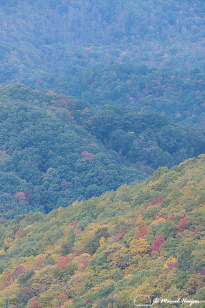 Fall colors and fog, Great Smoky Mountains, North Carolina, USA