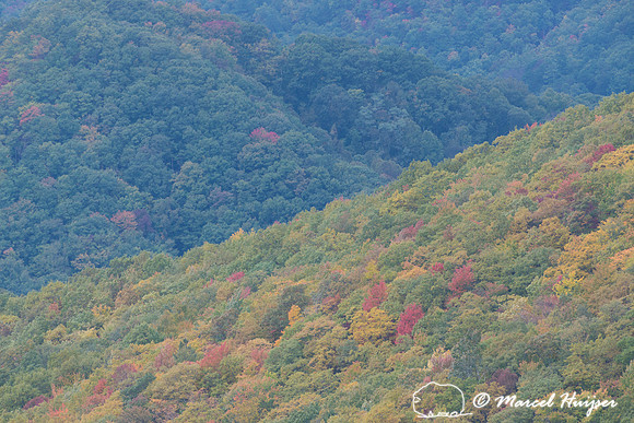 Fall colors and fog, Great Smoky Mountains, North Carolina, USA