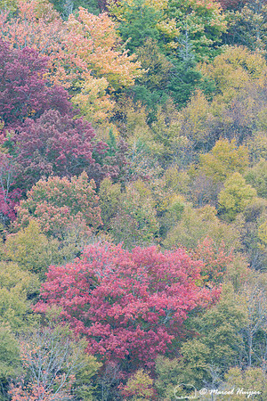 Fall colors and fog, Great Smoky Mountains, North Carolina, USA
