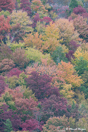 Fall colors and fog, Great Smoky Mountains, North Carolina, USA