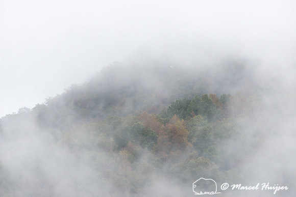 Fall colors and fog, Great Smoky Mountains, North Carolina, USA
