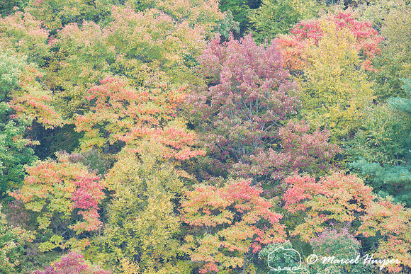 Fall colors and fog, Great Smoky Mountains, North Carolina, USA