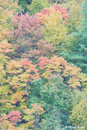 Fall colors and fog, Great Smoky Mountains, North Carolina, USA