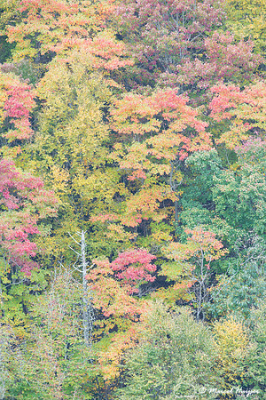 Fall colors and fog, Great Smoky Mountains, North Carolina, USA