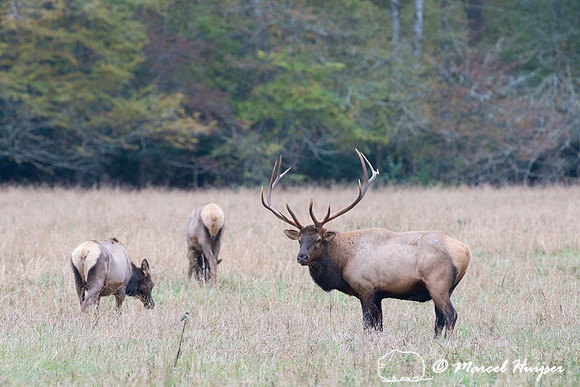 Elk (Cervus canadensis), Cataloochee Valley, Great Smoky Mountai