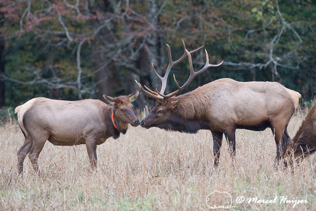 Elk (Cervus canadensis), Cataloochee Valley, Great Smoky Mountai