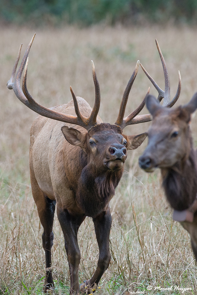 Elk (Cervus canadensis), Cataloochee Valley, Great Smoky Mountai