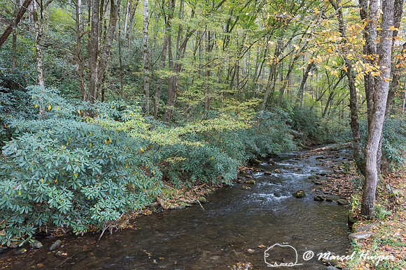 Creek, Cataloochee Valley, Great Smoky Mountains National Park,