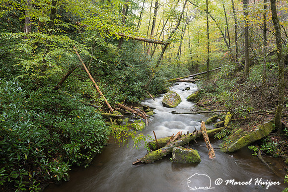 Creek and forest, Joyce Kilmer Memorial Forest, North Carolina,