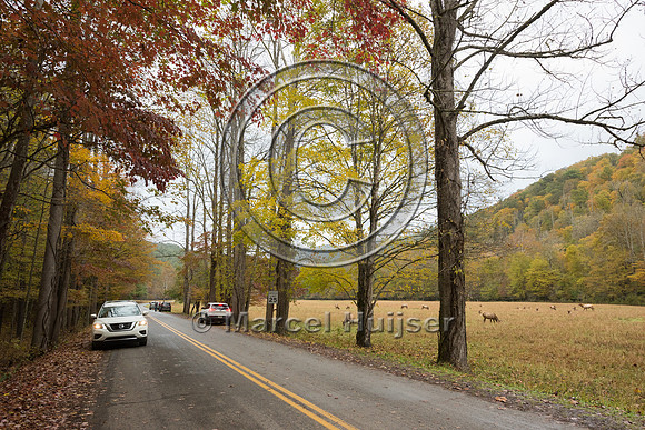 Elk (Cervus canadensis) viewing area, Cataloochee Valley, Great